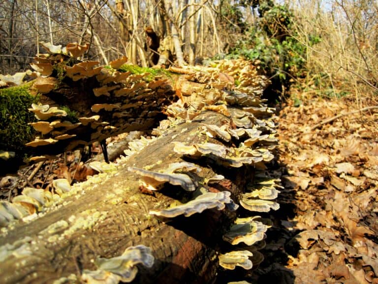 Una fotografia scattata durante una passeggiata nel Parco del Ticino. L'immagine mostra un tronco caduto a terra in un bosco, ricoperto di funghi lignicoli. I funghi sono disposti a mensola e si vedono muschi e foglie secche sul terreno circostante. La scena ha un aspetto autunnale, ma in realtà era marzo: si usciva dall'inverno e la natura aveva ancora questo aspetto, anche se qua e là iniziavano a spuntare dei fiori. Ricordo di aver immortalato la scena perché mi trasmetteva un senso di tranquillità e di connessione con la natura, facendomi riflettere sul ciclo della vita. C'era un'atmosfera di calma e di rigenerazione. Durante una passeggiata ci si può imbattere in scorci come questi, che ci insegnano la lentezza e la trasformazione.